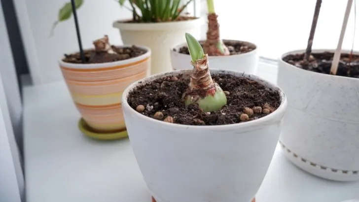 Wie man Amaryllis wie ein Profi pflanzt