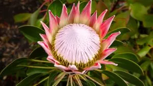 Wie man Protea-Pflanzen anbaut, züchtet und pflegt