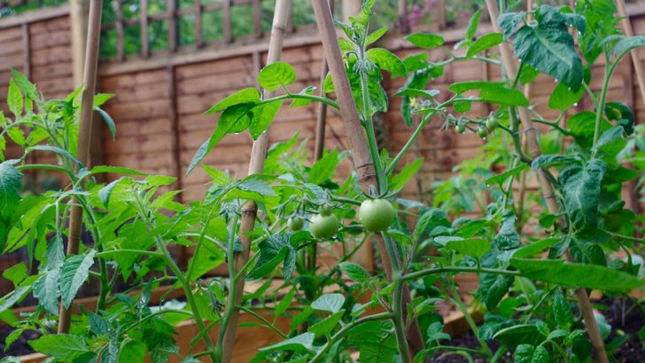 Wie man ein Tomatenspalier baut (Schritt-für-Schritt-Anleitung)