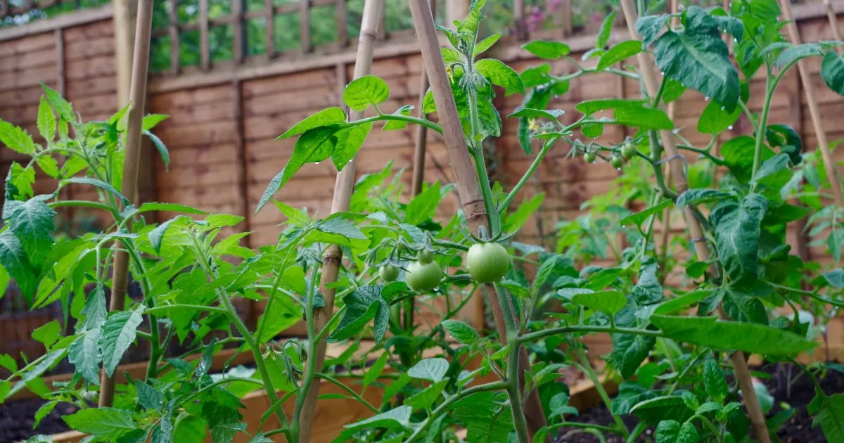 Wie man ein Tomatenspalier baut (Schritt-für-Schritt-Anleitung)