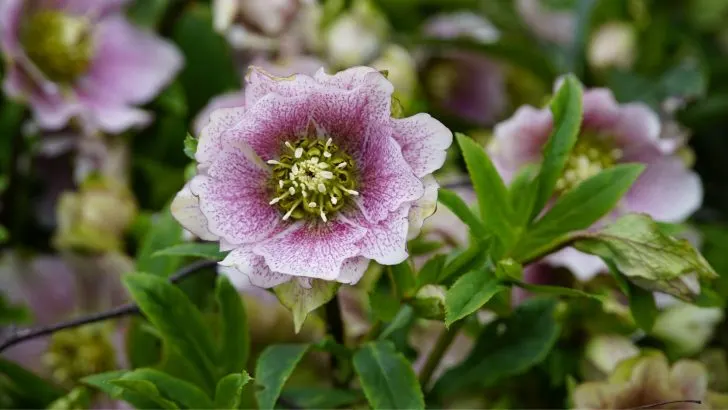 Wo pflanzt man Helleboren für die beste Blütenpracht?