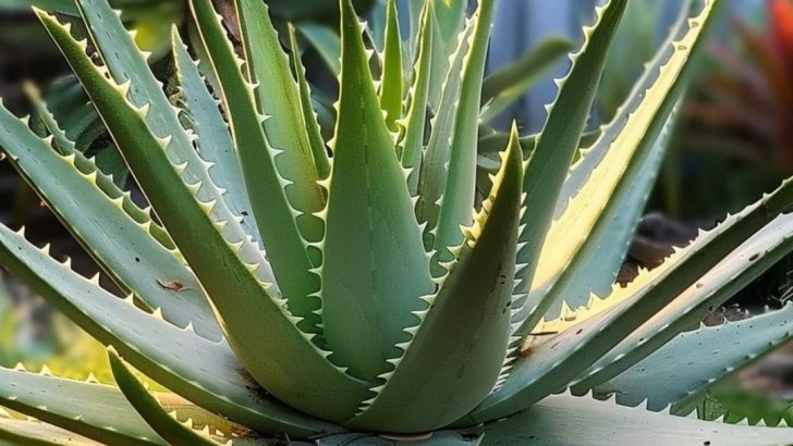 Züchte deine eigene Aloe Vera, indem du diese 6 Tipps befolgst