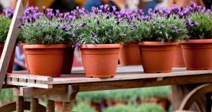 Züchten Sie Lavendel zu Hause und sorgen Sie für einen himmlischen Duft in Ihrem Haus