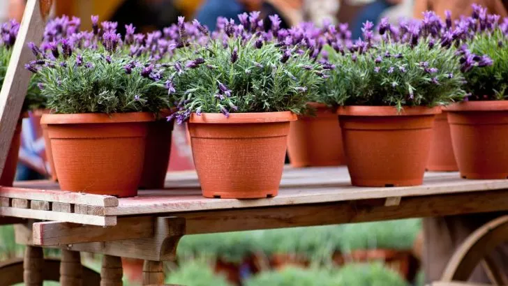 Züchten Sie Lavendel zu Hause und sorgen Sie für einen himmlischen Duft in Ihrem Haus