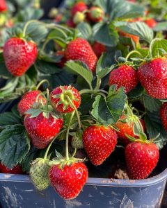 Züchten Sie fruchtbare Erdbeeren in 5-Pfund-Plastikkannen. So geht's