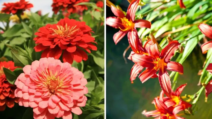 11 Pflanzen, die man im Garten praktisch nicht vernichten kann