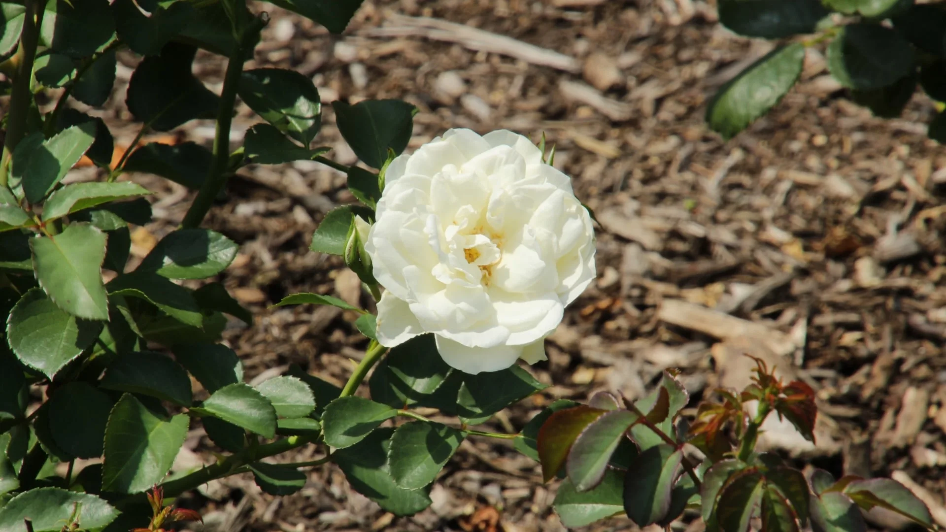 2 Wege, um Unkraut rund um Ihre Rosen ein für alle Mal zu beseitigen