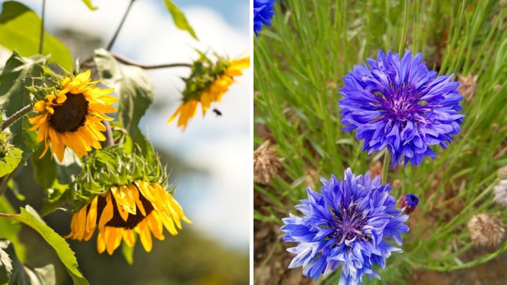 10 Blumensamen, die Sie einfach direkt draußen aussäen können