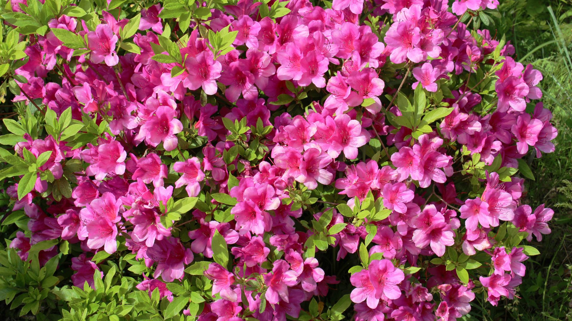 9 Schritte, damit Azaleen mehr Blüten produzieren