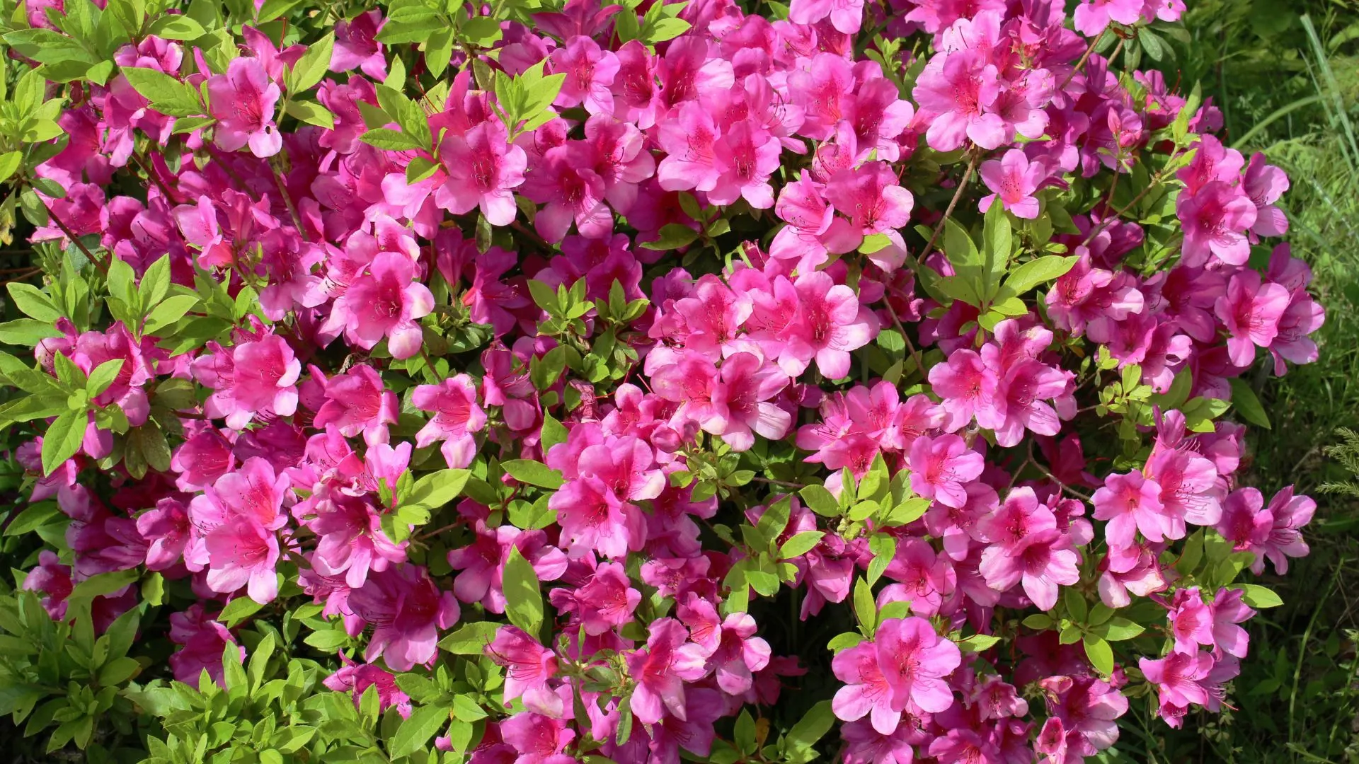 9 Schritte, damit Azaleen mehr Blüten produzieren