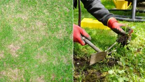9 Tipps, um abgestorbenen Rasen wiederzubeleben und ihn wieder grün zu machen