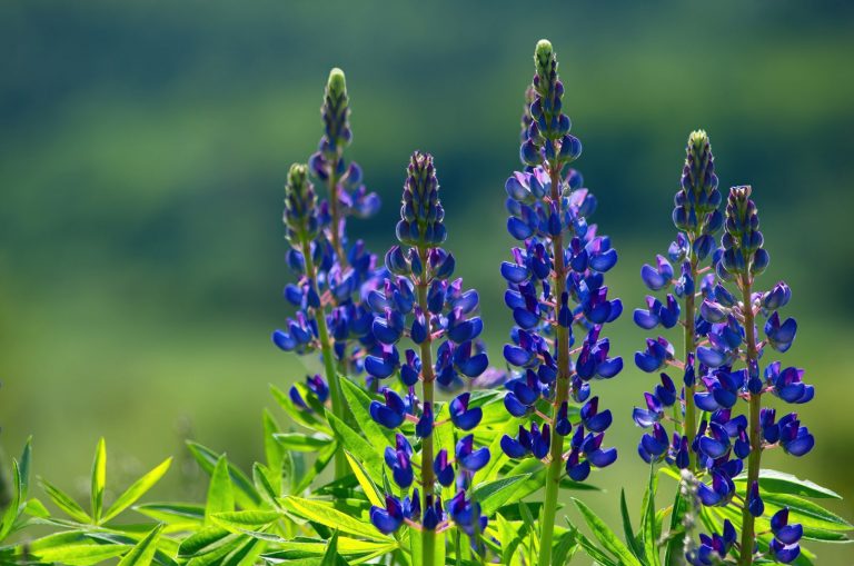 34+ Lupinen Pflanzen Zur Bodenverbesserung, Die lupine ist eine