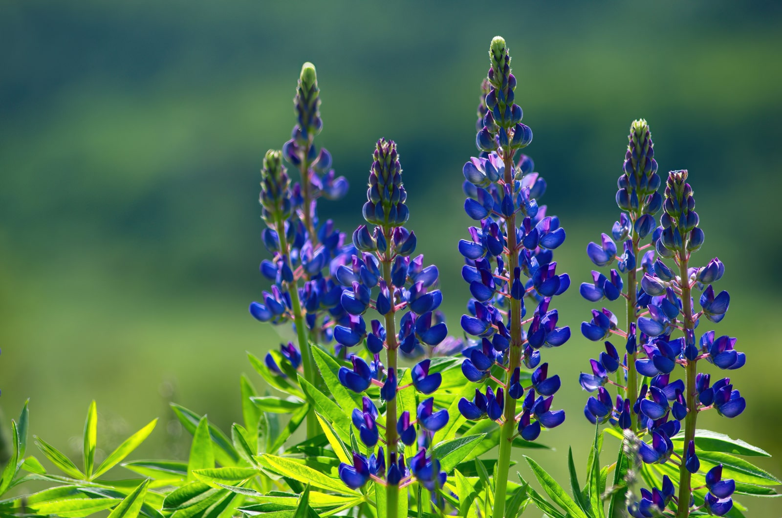 So wachsen Lupinen und erhalten ein blühendes Blumenparadies