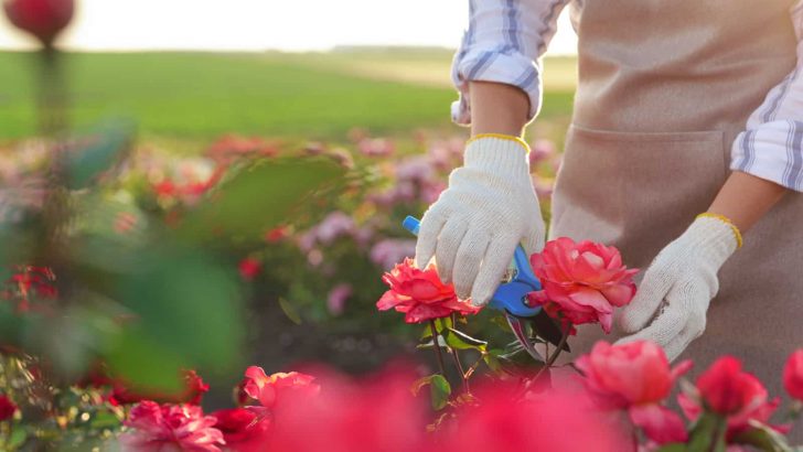 Das sind die 12 besten Begleitpflanzen für Rosen, die sie gesund und frei von Schädlingen halten