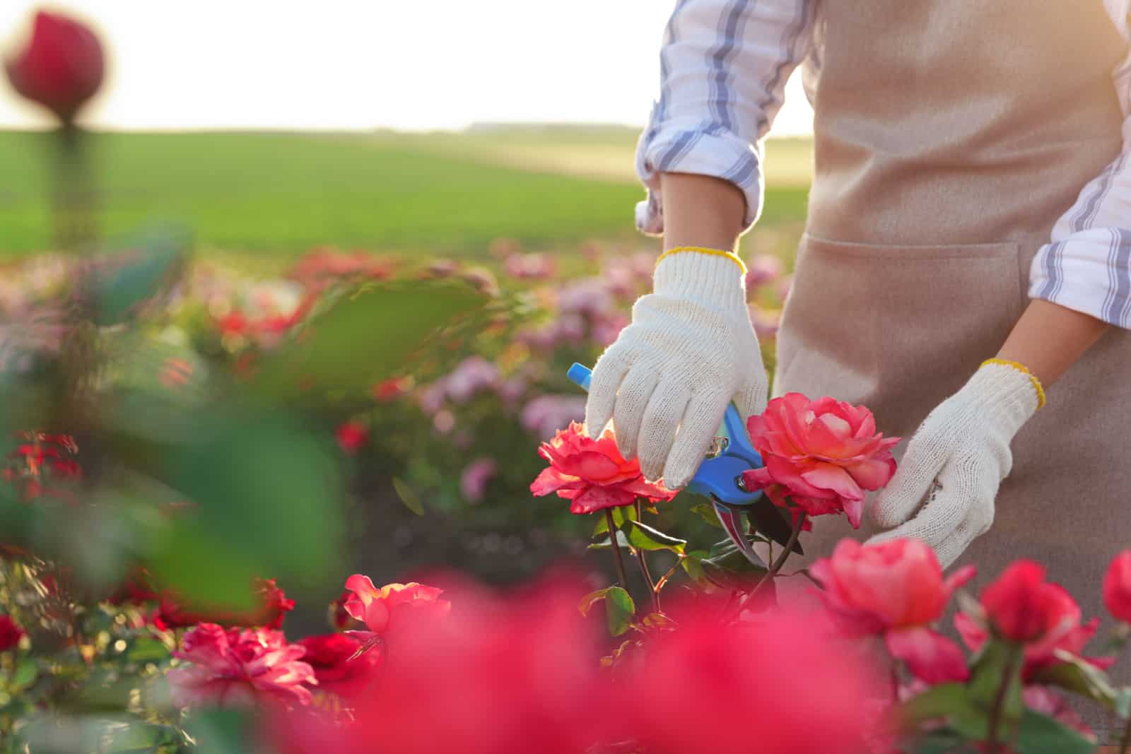 Das sind die 12 besten Begleitpflanzen für Rosen, die sie gesund und frei von Schädlingen halten
