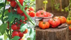 Die 9 besten Methoden, um Tomaten im Garten schneller reifen zu lassen