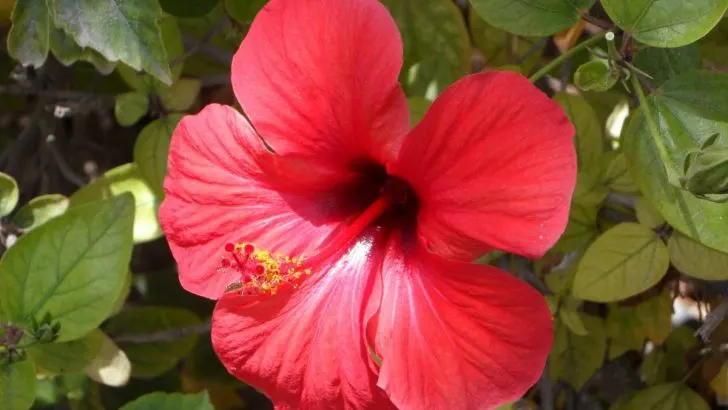 Die richtige Methode, um Ihre Hibiskuspflanzen zu entblühen