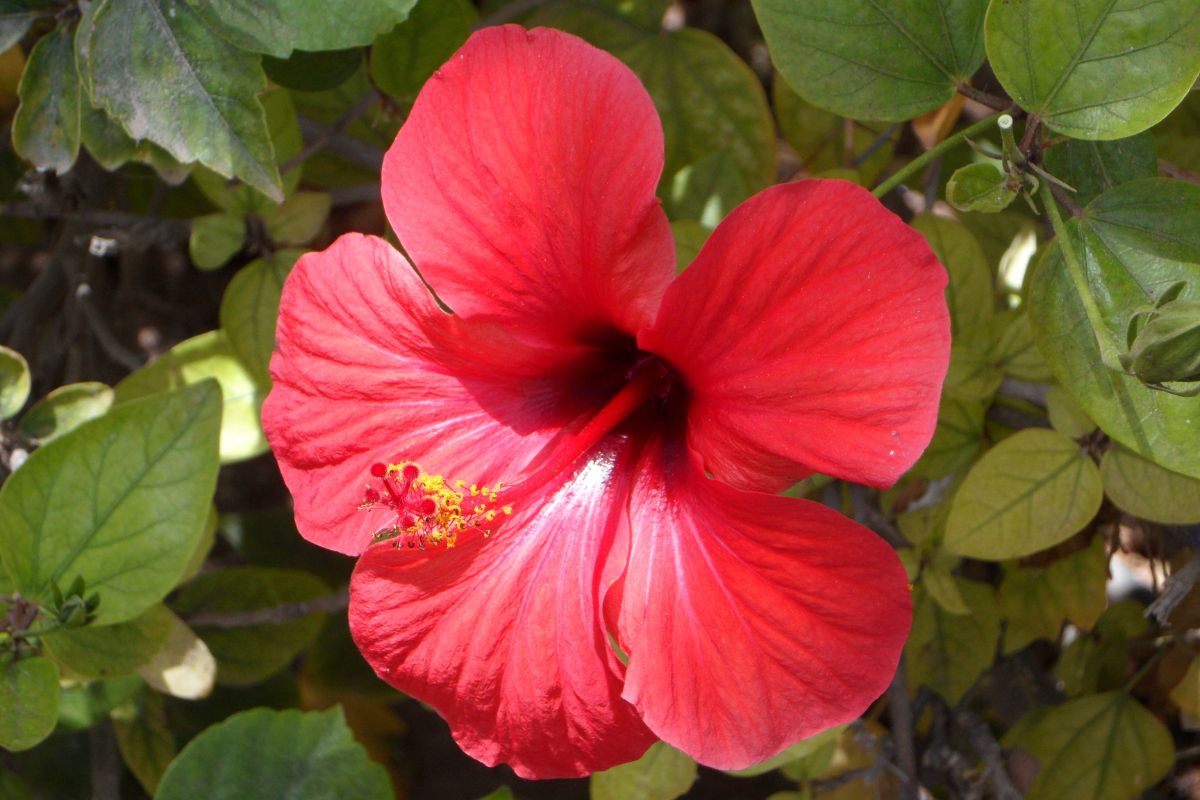 Die richtige Methode, um Ihre Hibiskuspflanzen zu entblühen