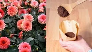 Dieser einfache Kaffeesatz-Trick lässt Ihre Dahlien wachsen und mehr Blüten produzieren