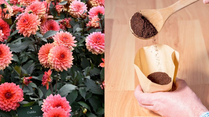 Dieser einfache Kaffeesatz-Trick lässt Ihre Dahlien wachsen und mehr Blüten produzieren