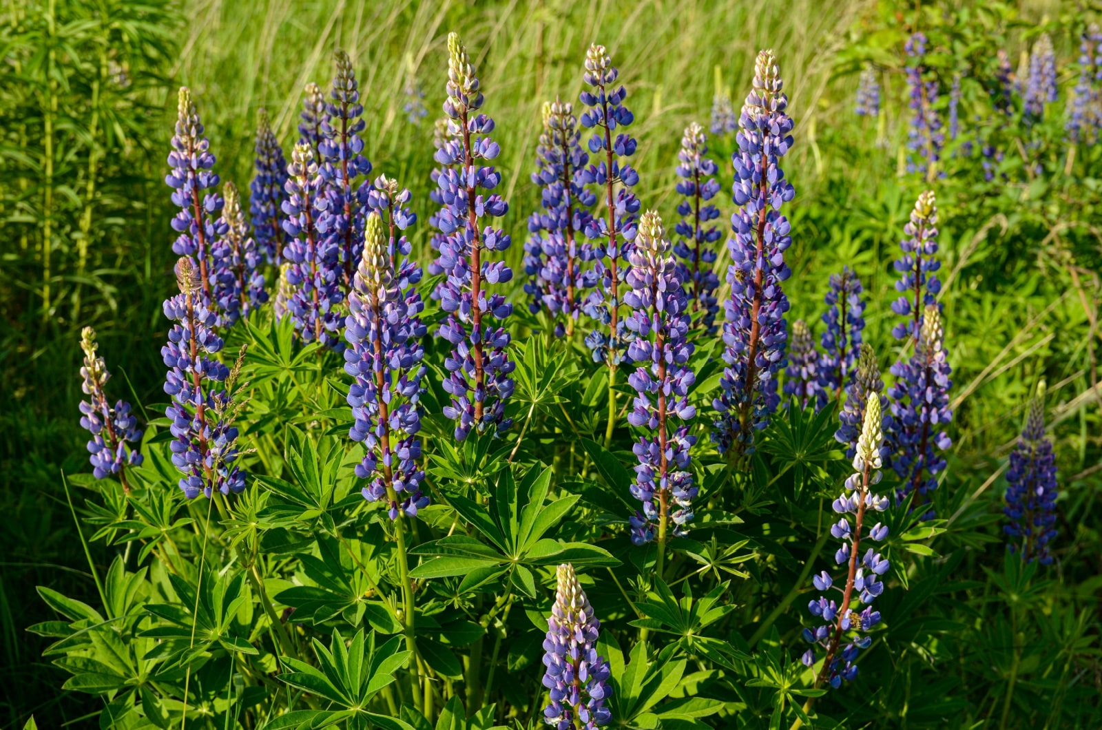 So wachsen Lupinen und erhalten ein blühendes Blumenparadies
