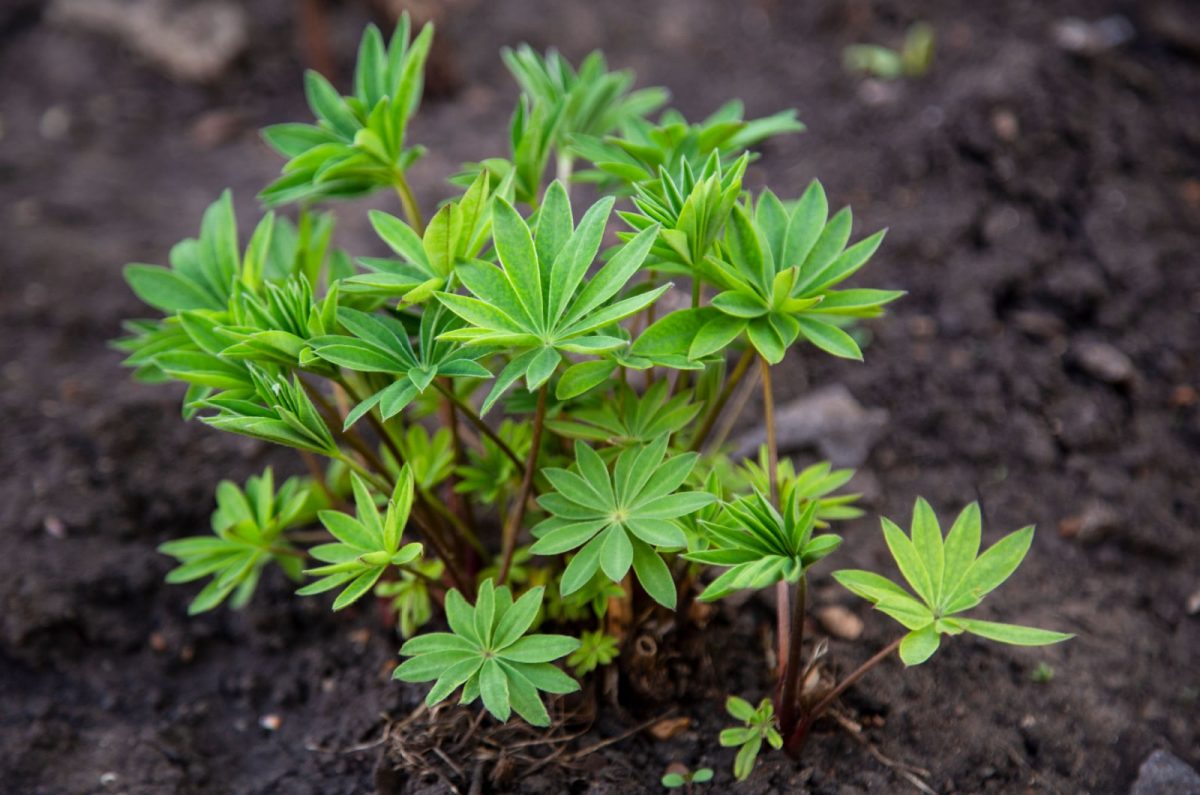 So wachsen Lupinen und erhalten ein blühendes Blumenparadies