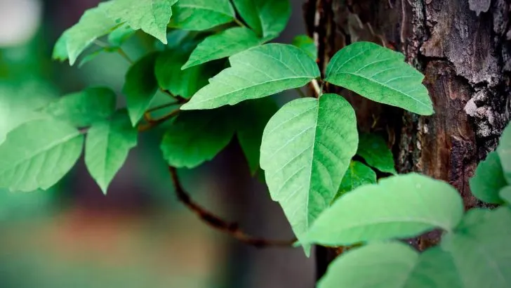 Mit diesen natürlichen Methoden können Sie den Giftsumach für immer loswerden