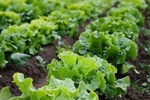 Optimieren Sie das Wachstum 9 Ideen für den Salatanbau und die Platzierung