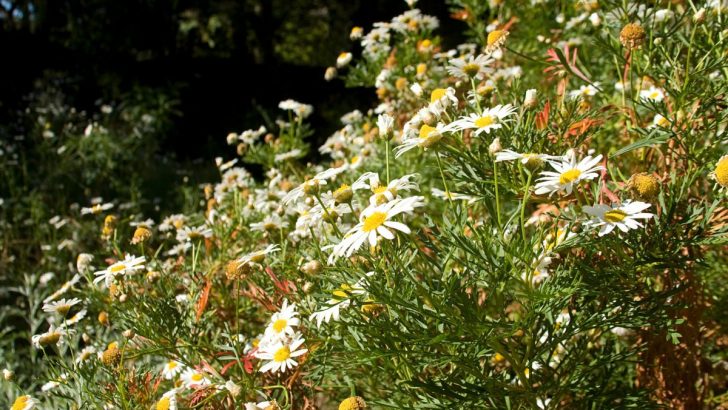 Sind Gänseblümchen im Garten ein Unkraut oder ein Vorteil?