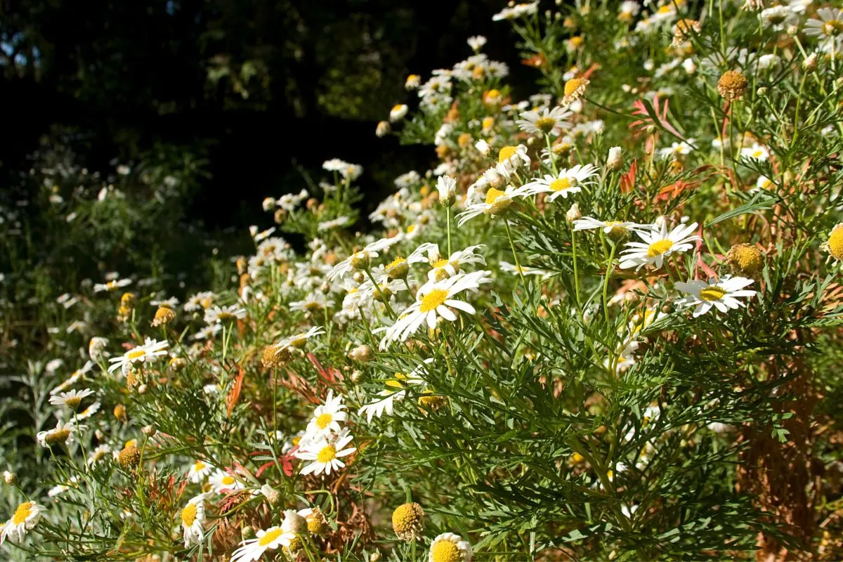 Sind Gänseblümchen im Garten ein Unkraut oder ein Gewinn?