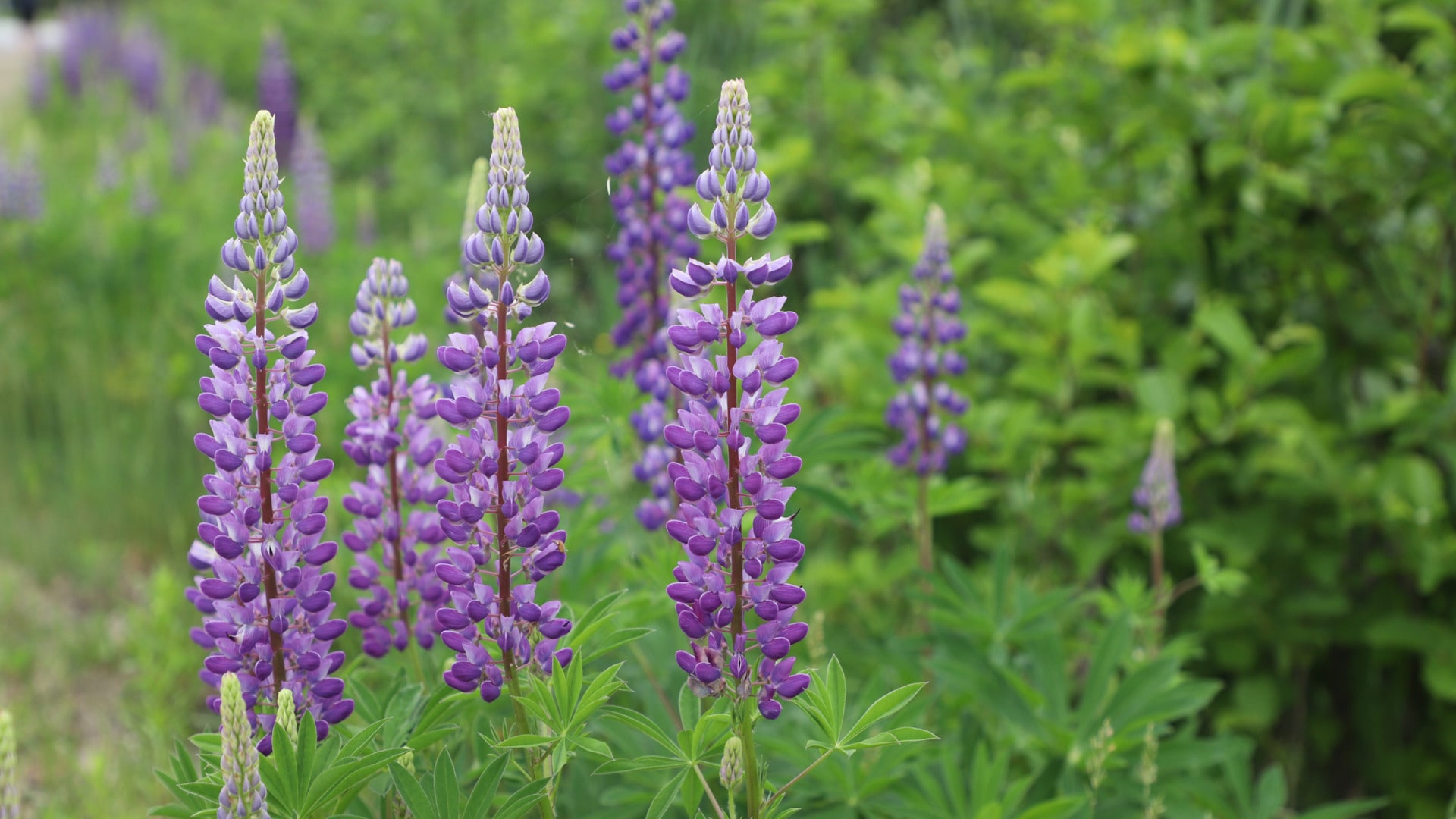 So wachsen Lupinen und erhalten ein blühendes Blumenparadies