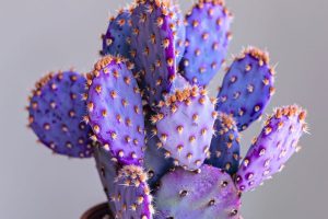 So züchten Sie die lila Kaktusblüte zu Hause mit dieser Schritt-für-Schritt-Anleitung