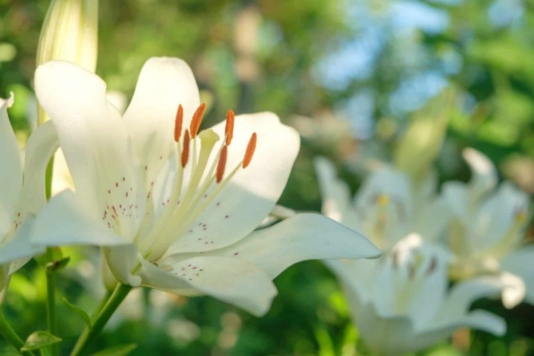 Das sind die 12 besten Begleitpflanzen für Rosen, die sie gesund und
