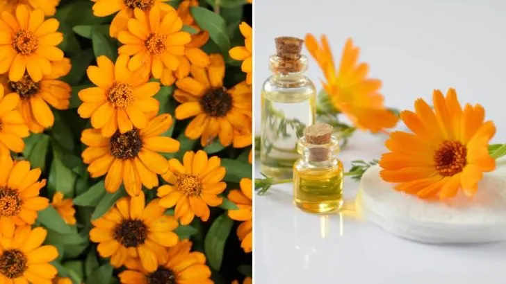 Warum jeder Ringelblumen in seinem Garten anbauen sollte