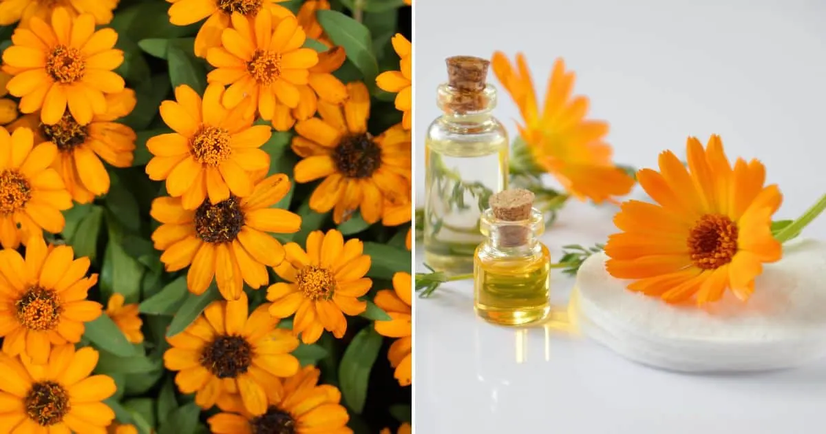 Warum jeder Ringelblumen in seinem Garten anbauen sollte