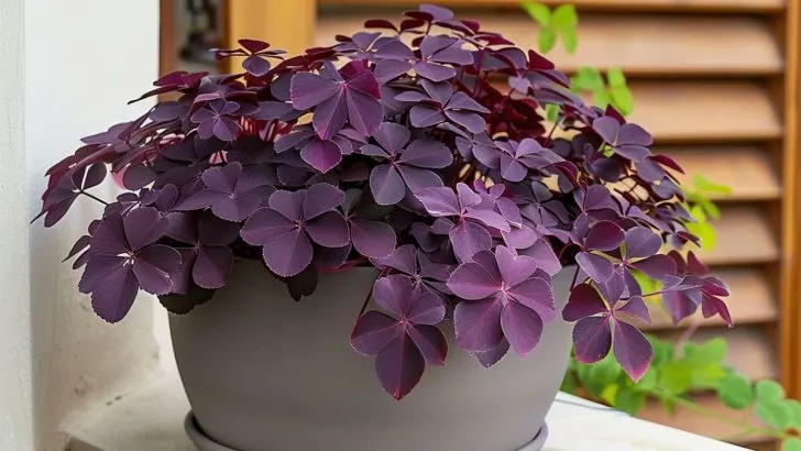 Warum jeder ein Rotes Glücksklee im Haus haben sollte