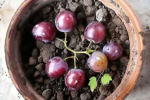 Wie man Trauben aus Trauben in einem Behälter anbaut. Hier ist die Schritt-für-Schritt-Anleitung