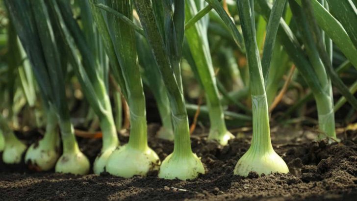 Wie viele Zwiebeln wachsen aus einer Blumenzwiebel (erklärt)?