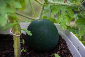 Züchten Sie Wassermelonen ganz einfach zu Hause in Behältern. So geht's