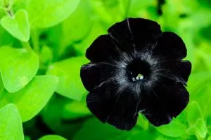 Züchten Sie auf diese Weise Schwarze Magie Petunie und beobachten Sie, wie Ihr Garten alle verzaubert