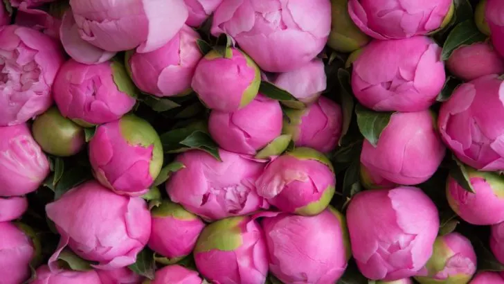 Bewahren Sie Pfingstrosen-Knospen bis zu 3 Monate im Kühlschrank auf. Mit dieser Schritt-für-Schritt-Anleitung bringen Sie sie später zum Blühen