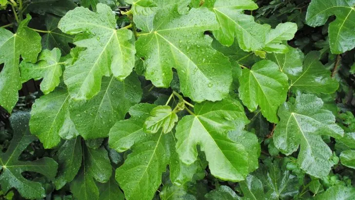 Die meisten kennen Feigen, aber sie wissen nicht, wie wichtig Feigenblätter sind. Hier erfahren Sie warum