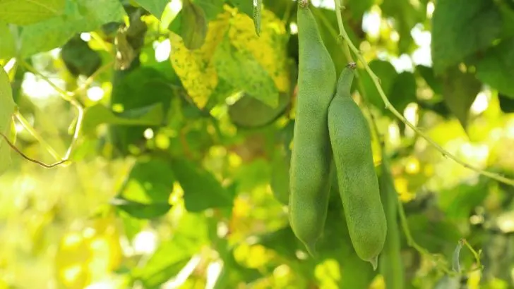 Hören Sie auf, Geld für grüne Bohnen auszugeben. Meistern Sie diese genialen Methoden für eine unendliche Ernte