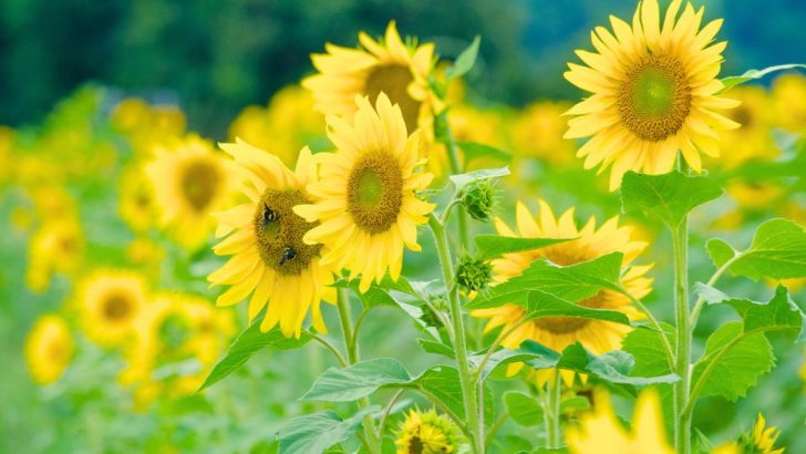 In diesem Jahr sollte jeder Sonnenblumen anbauen. Hier ist der Grund