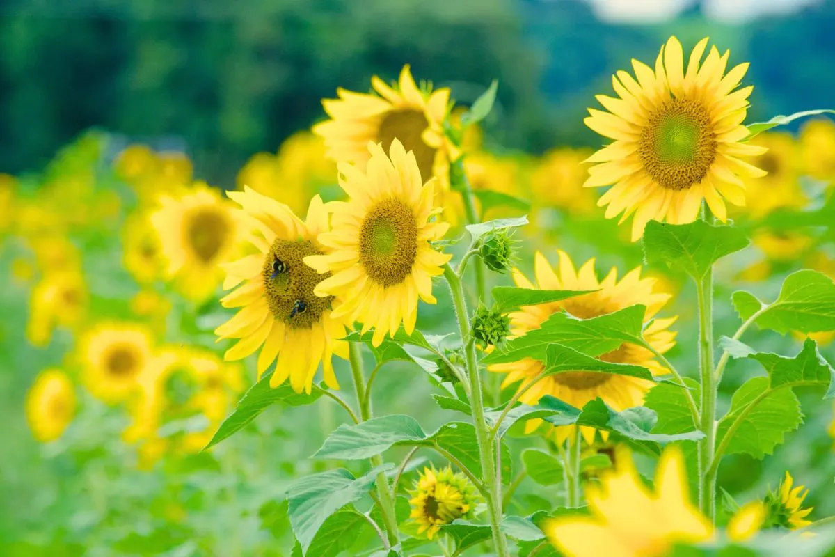 In diesem Jahr sollte jeder Sonnenblumen anbauen. Hier ist der Grund