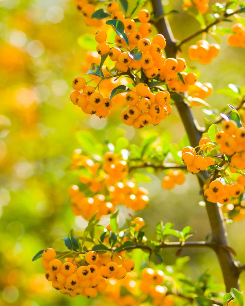 Pyracantha