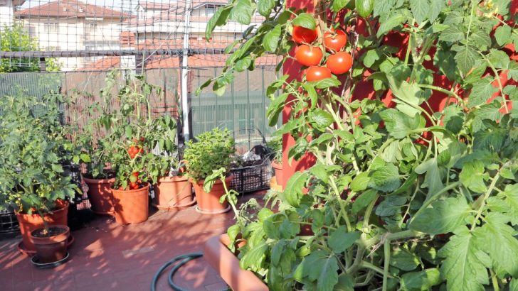 10 Fehler, die Sie NIEMALS machen sollten, um pralle, saftige Tomaten zu ernten!