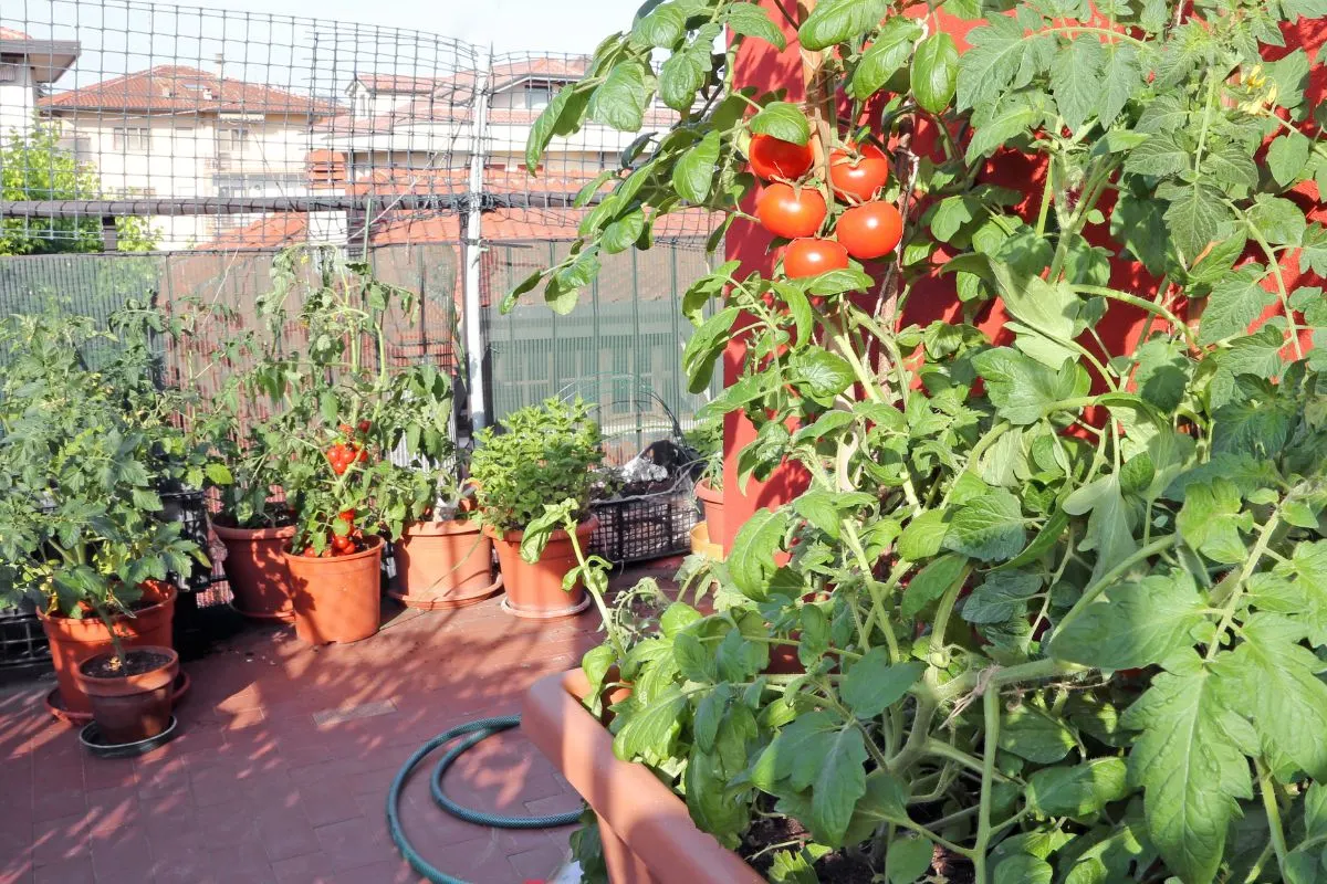 10 Fehler, die Sie NIEMALS machen sollten, um pralle, saftige Tomaten zu ernte