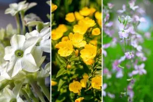 11 Beste Nachtblühende Pflanzen für Magische Mondgärten