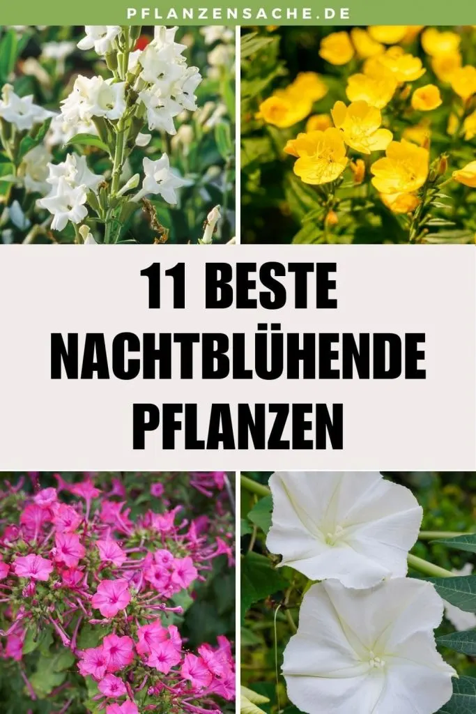 11 Beste Nachtblühende Pflanzen pin 1